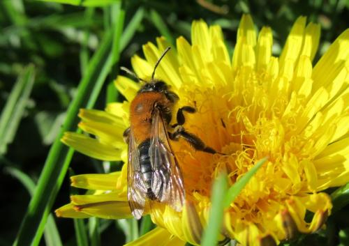 Andrena nitida